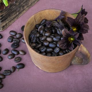 A trio of Cafe Au Lait Salpiglossis blooms in a coffee mug filled with coffee beans.