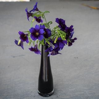 Salpiglosses - Kew Blue in black vase