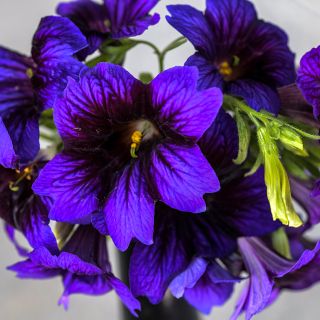 Kew Blue Salpiglossis close-up showing color details.