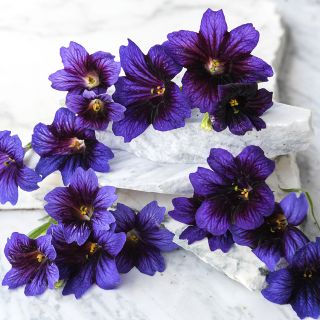 Salpiglosses - Kew Blue blooms on marble slabs
