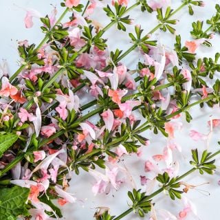 Close-up view of some blooming stems of Summer Jewels Pink Salvia on white.