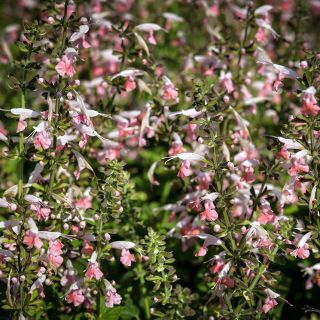 Summer Jewels Pink Salvia blooming in the trial gardens at Baker Creek.