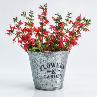 Freshly harvested Summer Jewels Red Salvia in a floral bucket on a high key background.