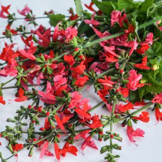 Blooming stems of Summer Jewels Red Salvia with foliage on a light background.