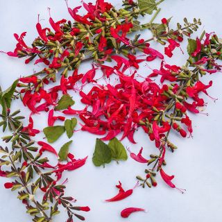 Summer Jewels Red Salvia stems and blooms arranged on light background.