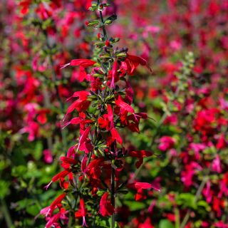 Summer Jewels Red Salvia blooming in the trial gardens at Baker Creek.
