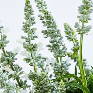 Tight view of several blooming stems of Victoria White Salvia against a light background.