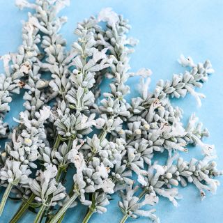 A posey of Victoria White Salvia resting on a light blue background.