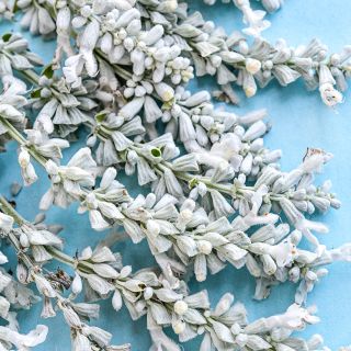 Micro view close-up of the delicate petals of Victoria White Salvia on a light blue background.