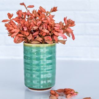 Amore Salmon Salvia in green vase against brick background.
