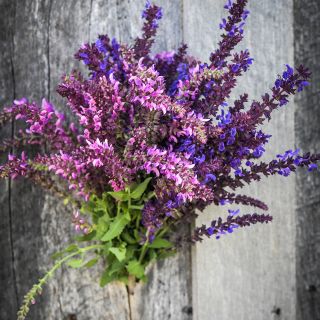 Queen Mix Salvia on wooden wall.