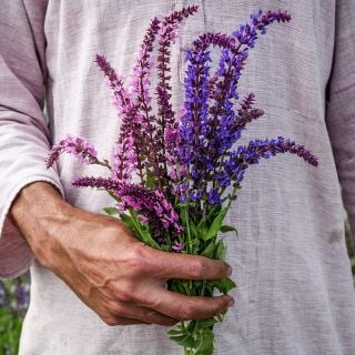 Bundle of Queen Mix Salvia being held by gardener.