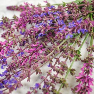 Bunch of Queen Mix Salvia on light countertop.