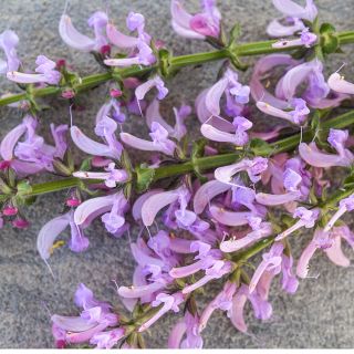 Close-up macro view of Rose Rhapsody Salvia.