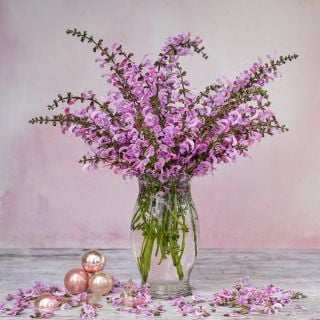 An arrangement of Rose Rhapsody Salvia on a light pink background.