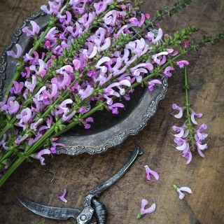 Close-up macro view of Rose Rhapsody Salvia in a silver dish.