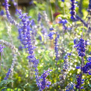 Sirius Blue Sage growing in gardens.