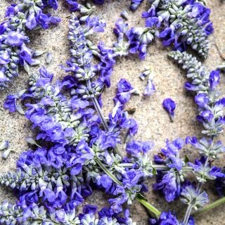 Close-up Sirius Blue Sage on light background.
