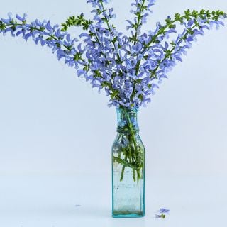 A bouquet of Sky Dance Salvia in a clear bottle with light blue background.