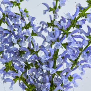 A bouquet of Sky Dance Salvia