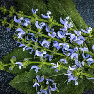 A bouquet of Sky Dance Salvia on a dark background.