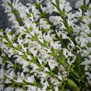 Close-up of Swan Lake Salvia flowers on a dark grey background.