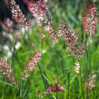 Savannah Grass growing in the trial gardens at Baker Creek.