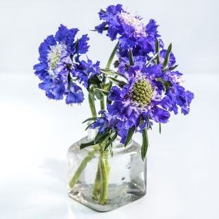 Fama Blue Scabiosa arranged in a little glass bottle on a white background.