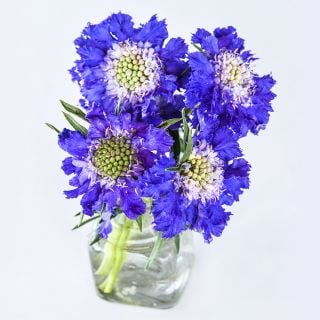 Four bright blue blooms of Fama Blue Scabiosa flowers in a glass bottle on a high key background.