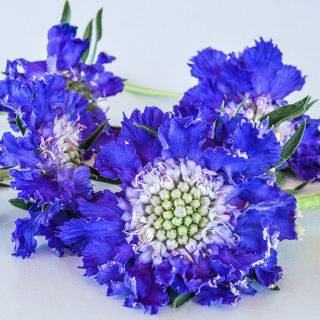 Close-up macro view of Fama Blue Scabiosa flowers on a light background.