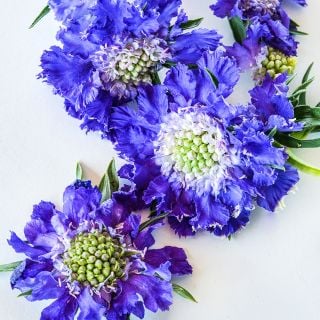 Close-up detailed micro view of Fama Blue Scabiosa blooms on white.