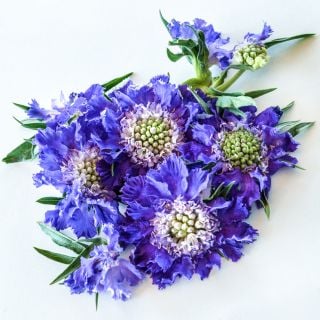 A close-up of several Fama Blue Scabiosa flowers with some foliage on white background.