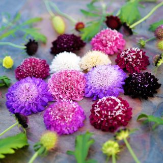 A circle of Formula Mixed Scabiosa flowers arrranged on a slate background.