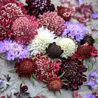 A close-up of some of the colors in the flowers in Formula Mixed Scabiosa assortment.