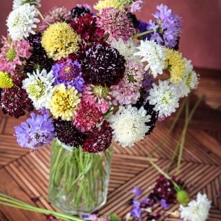 A floral arrangement of Formula Mixed Scabiosa on a parquet background.