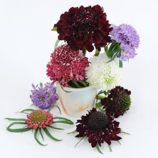 Formula Mixed Scabiosa in a little vase on a white background.