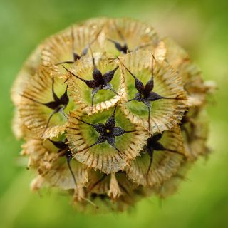 A close-up of a single dried Paper Moon Scabiosa in the trial gardens at Baker Creek in Mansfield, Missouri.