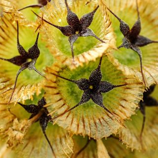 Super close micro view of a dried Paper Moon Scabiosa.