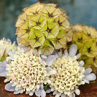 A close-up detailed view of fresh and dried Paper Moon Scabiosa blooms resting on rusty old pick-up truck.