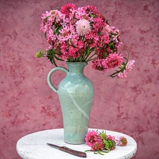 Salmon Queen Scabiosa flowers in vase on round white table against a rose colored background.