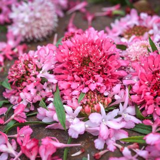 Another close-up detail of Salmon Queen Scabiosa on rusted background.