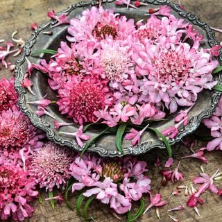 A close-up veiw of Salmon Queen Scabiosa flowers in a silver bowl surrounded by petals on wood.