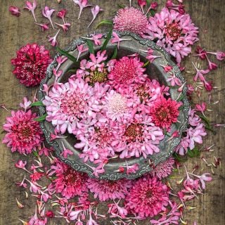 On overhead view of Salmon Queen Scabiosa blooms in silver bowl surrounded by petals and flowers.