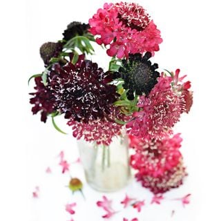 Summer Fruits Scabiosa in a glass bottle on white.