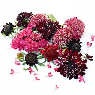 Summer Fruits Scabiosa flowers arranged on white background.