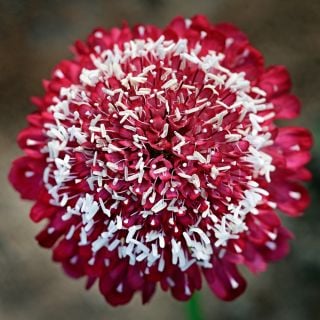 A close-up detail macro view of a single Summer Fruits Scabiosa flower from the mix growing in the garden.