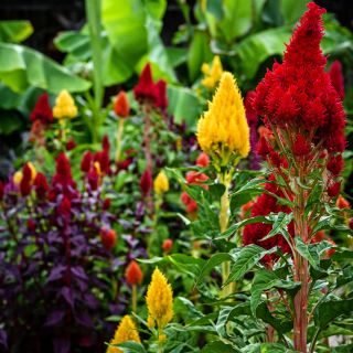 Eternity Mix Celosia Growing in the gardens at Baker Creek.