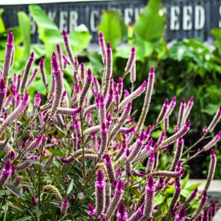 Asian Garden Celosia growing in the garden in front of the Baker Creek Seed Store.