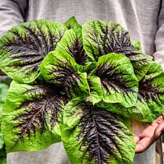 A man holding large bouquet of Chinese Multicolor Spinach Amaranth leaves.