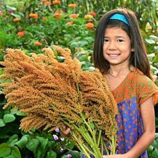 A smiling little girl holds a large bouquet of Golden Giant Amaranth in the garden.